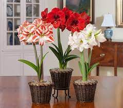 All Amaryllis By Variety White Flower Farm White Flower Farm Amaryllis Amaryllis Christmas