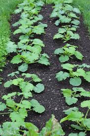 Brown spots on zucchini leaves. Zucchini Growing Problems 10 Common Issues And How To Overcome Them