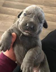 Dog adoption and cat adoption saves lives. Cane Corso Italiano Puppy For Sale Adoption Rescue For Sale In Evansville Indiana Classified Americanlisted Com