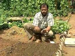 But in reality, considering the harsh climate conditions: Gardening In Sri Lanka Youtube