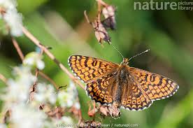 Image result for Melitaea cinxia