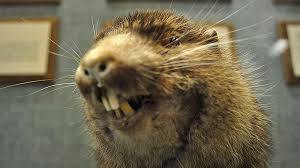 Samantha Hopkins Says The Pnw Species Survived Via Rapid Evolutionary Adaptation Beaver Animals Living Fossil