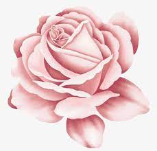 Rose Flower Cartoon Flower Png Transparent Clipart Image And Psd File For Free Download Pink Rose Tattoos Rose Clipart Cartoon Flowers