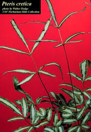 Image result for Pteris cretica