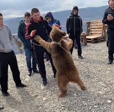 Maybe you would like to learn more about one of these? Watch As Ufc Champion Khabib Wrestles Old Friend Bear He Used To Brawl With As A Child
