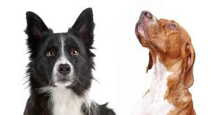 The cross between a border collie and a shetland sheepdog is also known as a border sheepdog. Pointer Border Collie Mix Is This Hard Working Hybrid Right For You