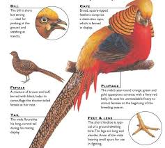 Golden Pheasant Birds