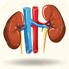 Human Kidneys Isolated On White Background Cartoon Style Illustration Royalty Free Cliparts Vectors And Stock Illustration Image 69554439 Cartoon yourself and convert your photo and picture into cartoon effect in one click, directly online and for free. human kidneys isolated on white background cartoon style illustration