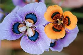 Image result for Moraea niassensis