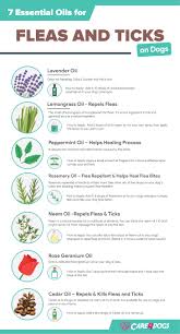 7 essential oils for fleas and ticks on
