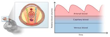 Image result for Blood Volume