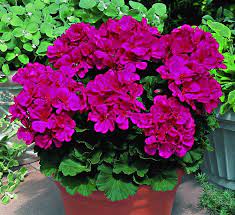 Geraniums Geranium Flower Geraniums Plants