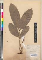 Image result for Pancovia