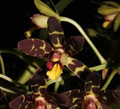 Image result for Summerhayesia zambesiaca