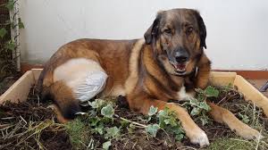 Hier vliesauflagen, hygienestreu, echten rasen und welpentoiletten im vergleich ansehen. Hundetoilette Balkon Fur Kranken Hund Pflege Dogforum De Das Grosse Rasseunabhangige Hundeforum