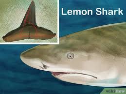 The bull shark is found in temperate coastal waters worldwide and it is known for its tolerance for brackish and fresh water, allowing it to swim far up rivers and streams. How To Identify Shark Teeth 15 Steps With Pictures Wikihow