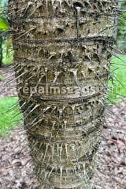 Image result for Aiphanes horrida