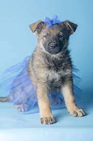 Martha Santo Pup Goldenhausk9 Com German Shepherd Pictures Dog Breeder German Shepherd Dogs