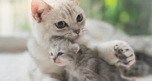 Post surgery, cats may lack appetite, so you need to help your cat eat. Cat Labor And Delivery What To Expect Petcoach