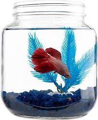 Decorative Glass Jar Betta Fish Bowl With Aquarium Gravel Betta Fish Food And Rubber Plant Half Gallon Betta Fish Tank With Wide Mouth Fish Not Included Amazon Ca Pet Supplies