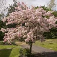 Young cherry trees are at high risk for damage from insects that bore into the main trunk. Buy Prunus Accolade Online Southern Woods