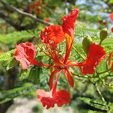 I have a royal poinciana planted in a large pot. Royal Poinciana University Of Florida Institute Of Food And Agricultural Sciences