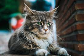 Please complete an adoption application. How To Adopt A Maine Coon Cat Veterinarians Com