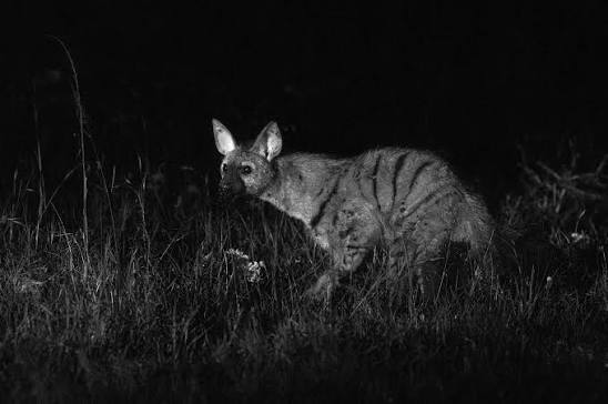 During a night drive we were incredibly lucky to have a rare sighting of an Aardwolf — one of those animals you hardly ever expect to see! Watching this shy, elusive creature
