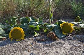 They can handle a teeny tinybit of frost, so if a surprise light frost hits later in the season than usual, they'll probably be okay. How To Plant And Grow Sensational Sunflowers Gardener S Path
