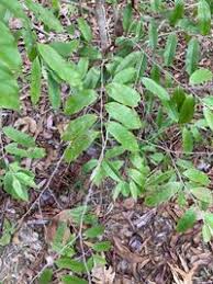 Image result for Maranthes