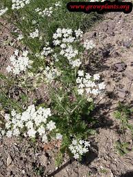 Planting zones are areas you can find on a growing zone map that show exactly which plants are best suited to thrive in your given area, or zone. Caraway Plant How To Grow Care