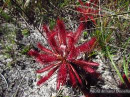 Image result for Syngonanthus longibracteatus