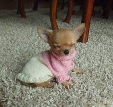 Chihuahua can range in height from to 9 inches tall obviously taller dogs will weigh more. The Teacup Chihuahua Answering Your Questions About The Smallest Dog In The World K9 Web