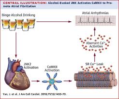 Role Of Stress Kinase Jnk In Binge Alcohol Evoked Atrial Arrhythmia Sciencedirect