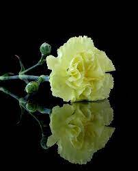 Yellow Wish Yellow Carnations Carnations Macro Photography Flowers