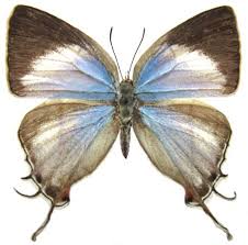 Image result for Agelanthus tanganyikae