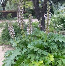 Image result for Acanthus