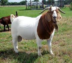 Boer Goats Click On Cooking Goat Meat For The Recipes Boer Goats Farm Animals Barn Animals