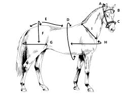 Measurement Charts Ideal Equestrian