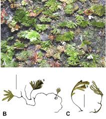 Image result for Crepidomanes inopinatum