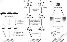 Was ist die genbibliothek bzw. Uhrenkontrollierte Gene Am Ende Entscheidet Der Lange Arm Der Uhr Springerlink