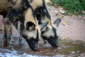 Perth zoo is the custodian of 1300 animals on the south perth site. File Painted Dogs Drinking Perth Zoo Jpg Wikipedia