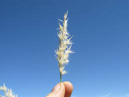 Image result for Rytidosperma davyi