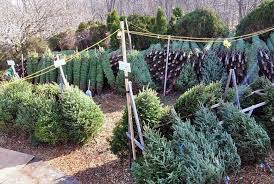 Where are the wagners greenhouses in minnesota located? Where To Get A Christmas Tree In Richfield Richfield Mn Patch