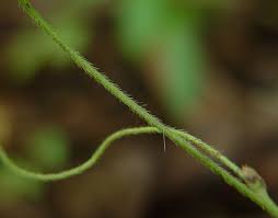 Image result for Amphicarpaea africana