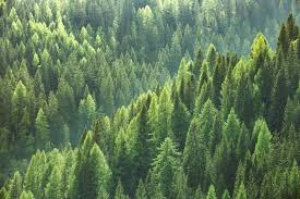Apa Itu Deforestasi Halaman All Kompas Com
