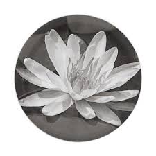 Black And White Lily Pad Black And White Water Lily Paper Plate Zazzle Com With Images Lily Pads Photo Gifts Water Lily