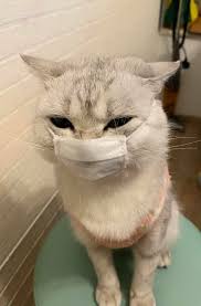 Pin By He Ran On Animals In 2020 Animals Pets Cute Animals