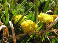 Image result for Xerophyta humilis