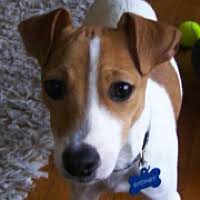 Check spelling or type a new query. Jack Russell Rescue Adoptions